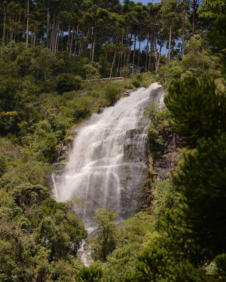 Queda alta da Cachoeira do Toldi descendo o paredão de rocha, entre araucárias